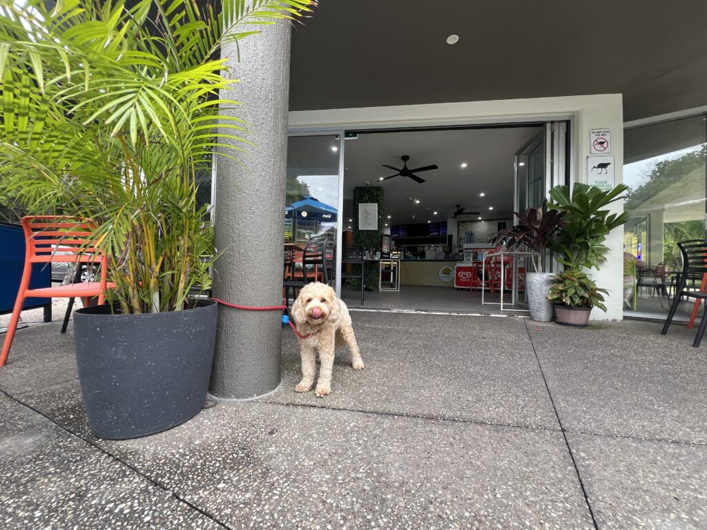 Ruff Ruff Reviews - Dog-Friendly Cafe - Coco's on the Lake, Currimundi - Ralph sitting outside pet-friendly cafe