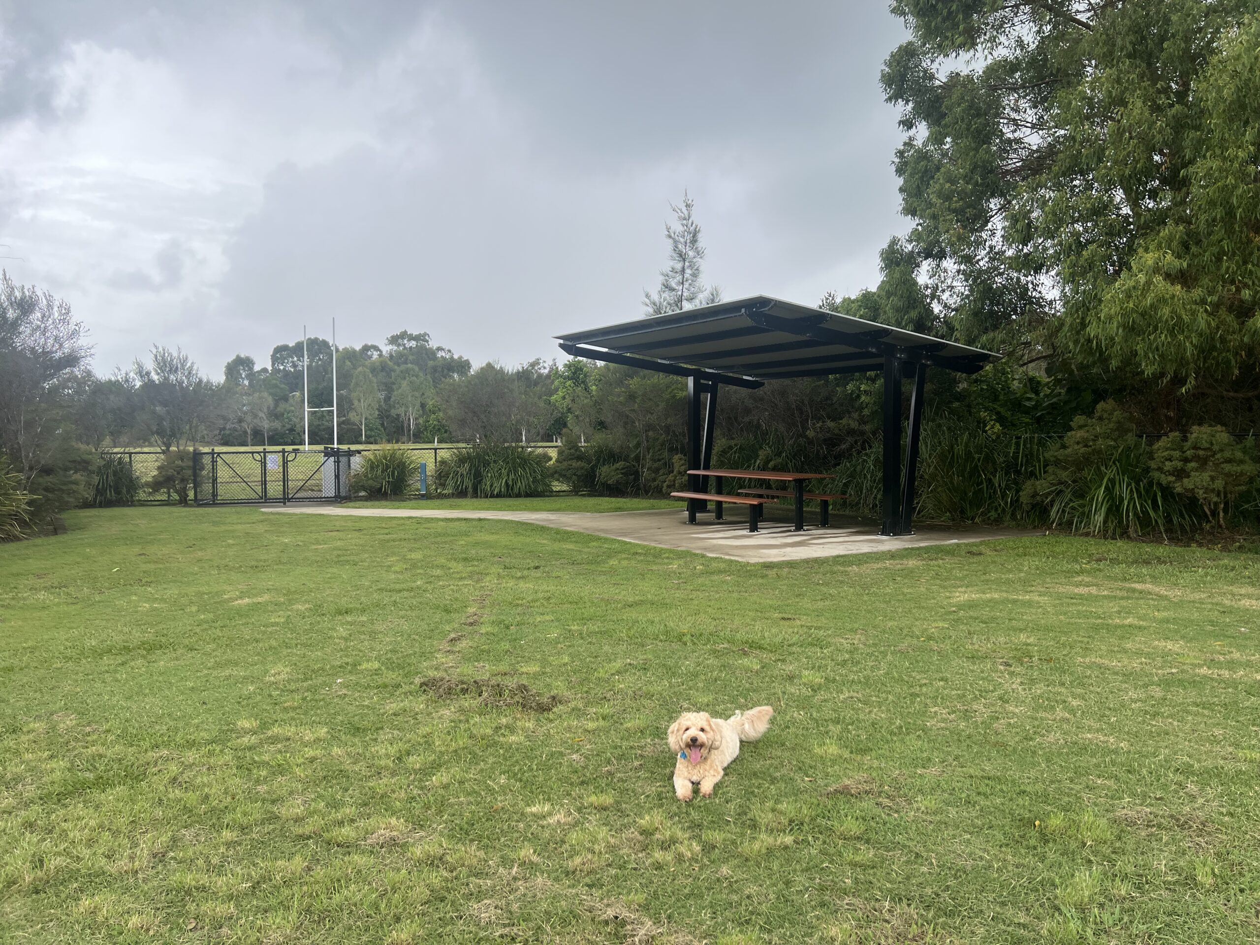 Ruff Ruff Reviews - Viridian Park Dog Park - Dog-Friendly - Pet-Friendly - Ralph lying in grass