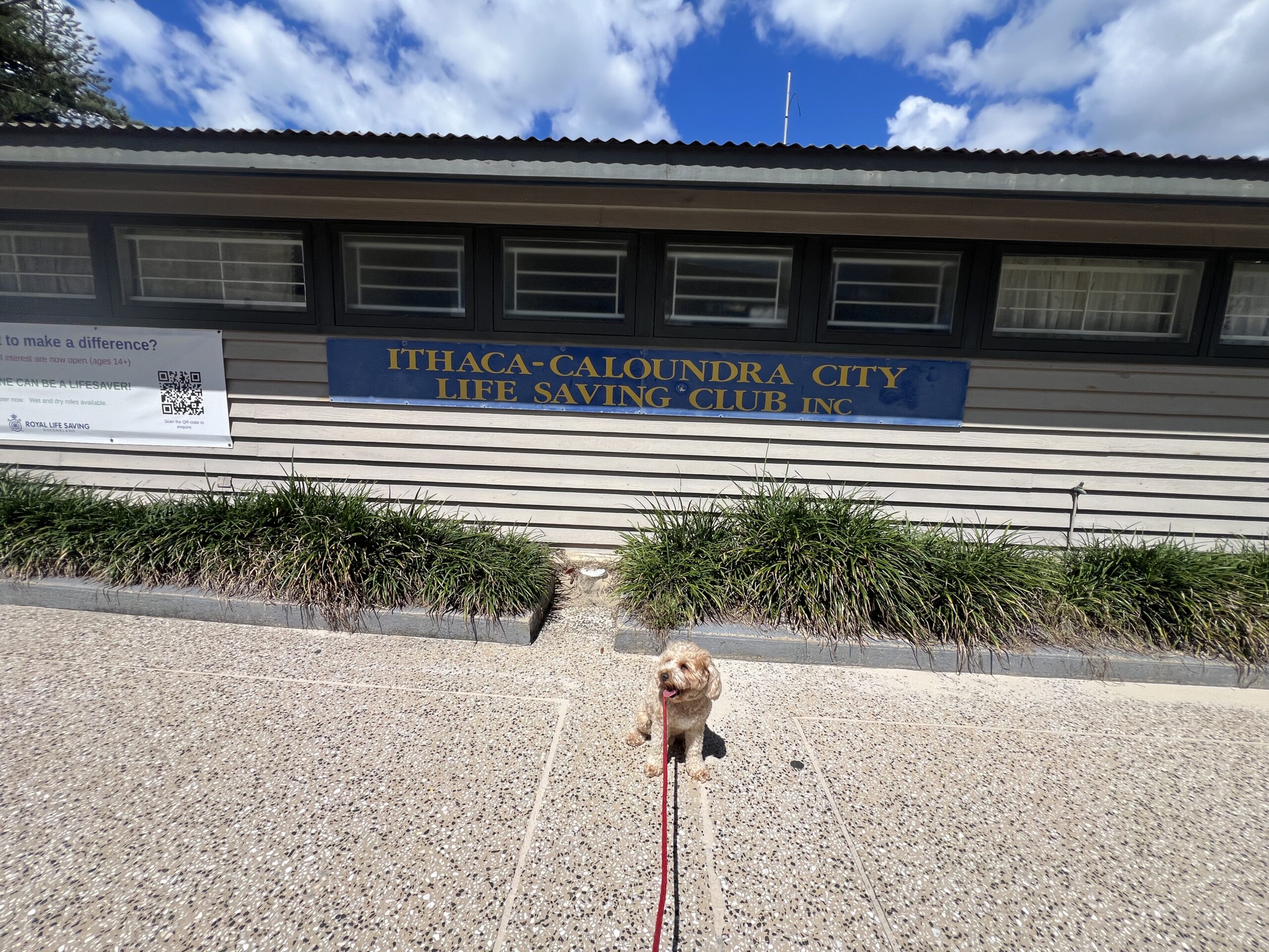 Ruff Ruff Reviews - Bulcock Beach, Caloundra - Ralph and Luna sitting in front of surf clubb