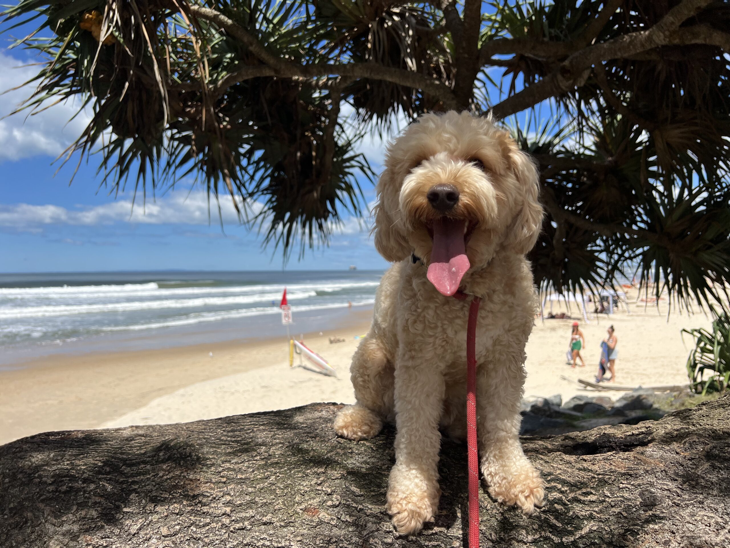 Ruff Ruff Reviews - Happy Valley and Clarke Place Park - Ralph sitting by the beach