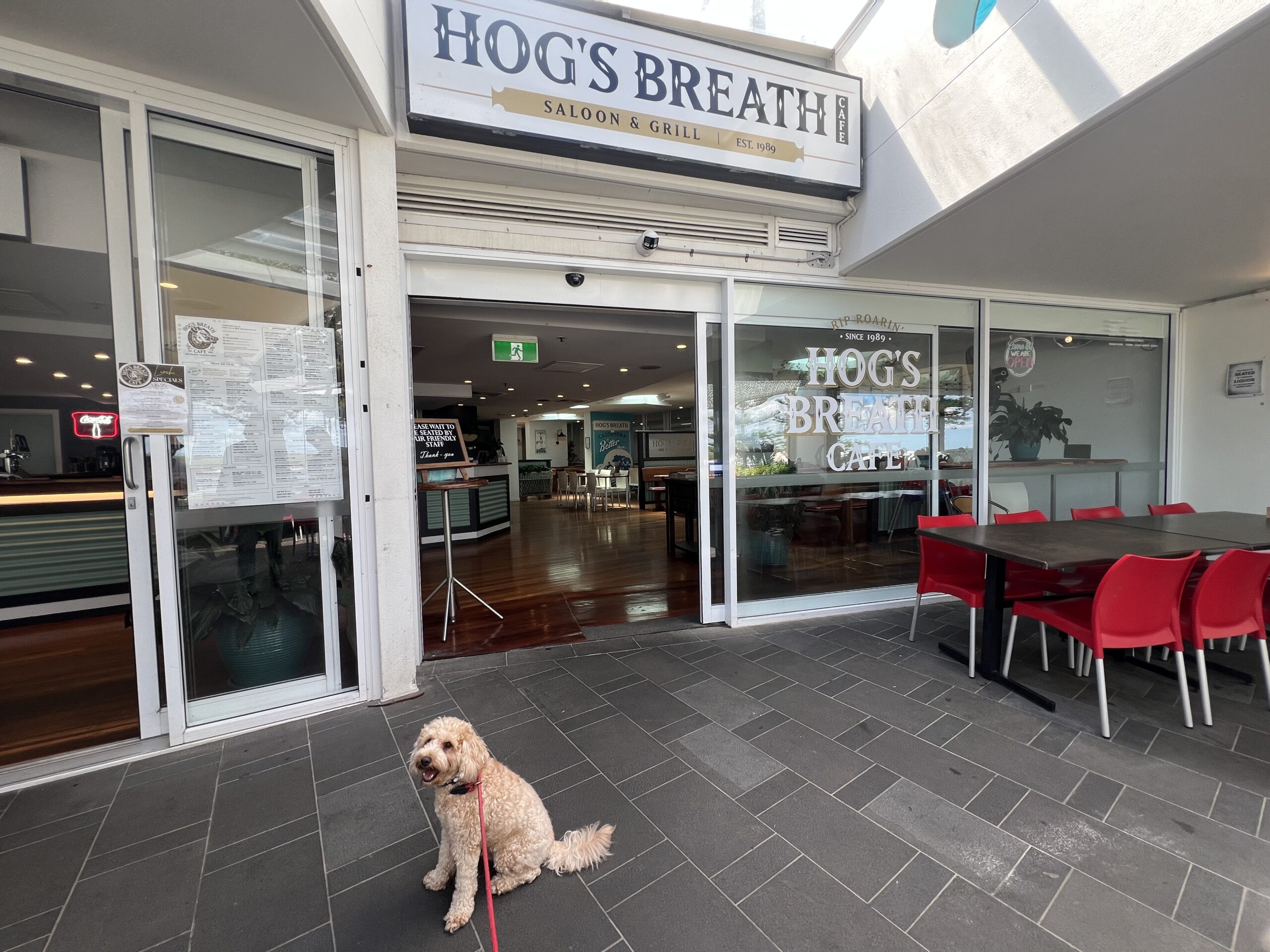 Ruff Ruff Reviews - Hog's Breath Cafe, Caloundra - Ralph sitting outside cafe