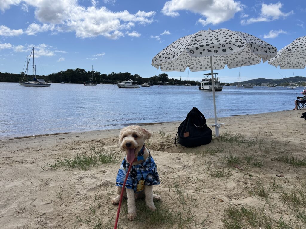 Ruff Ruff Reviews - A Dog's Life 2025 Expo, Noosaville, Ralph sitting on beach near an umbrella