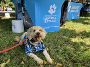 Ruff Ruff Reviews - A Dog's Life 2025 Expo, Noosaville - Ralph in hawaiian shirt in from of Sunshine Coast Animal Rescue (SCARS)
