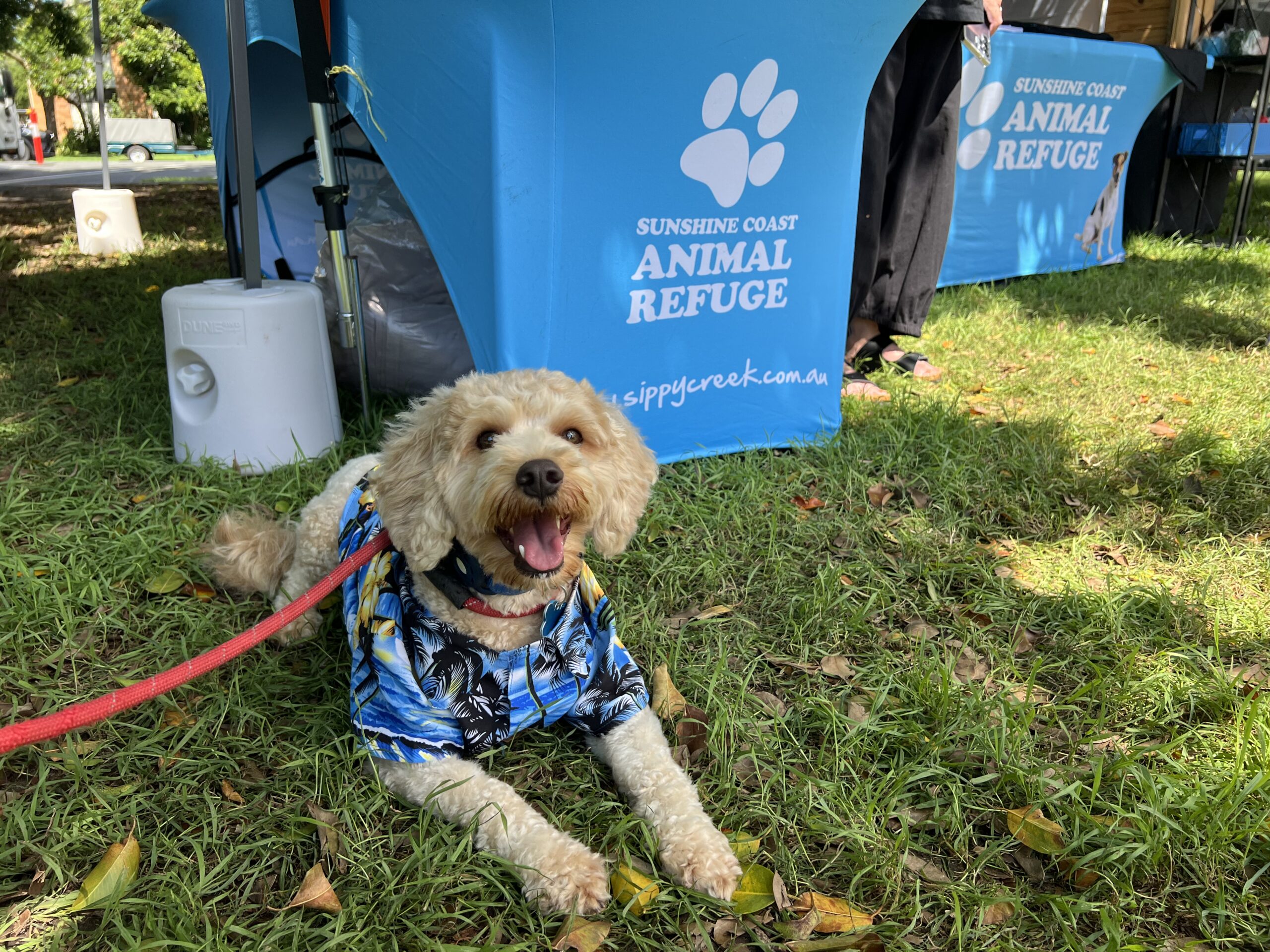 Ruff Ruff Reviews - A Dog's Life 2025 Expo, Noosaville - Ralph in hawaiian shirt in from of Sunshine Coast Animal Rescue (SCARS)