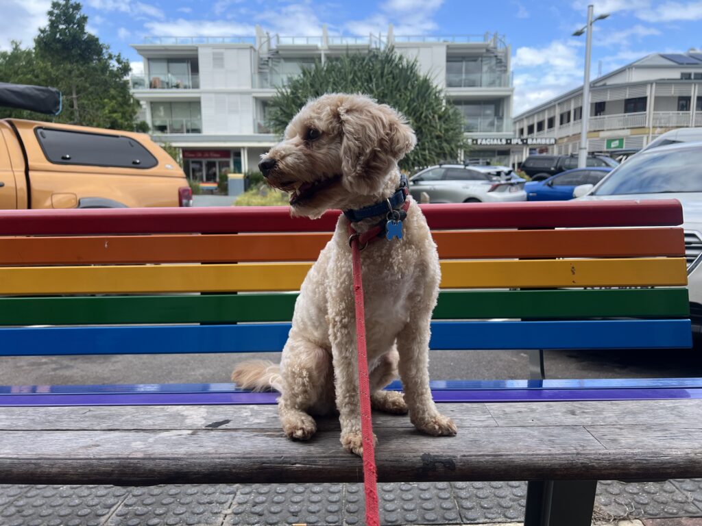Ruff Ruff Reviews - Rainbow Beach, Pies and Cakes - Ralph sitting on rainbow coloured bench/chair