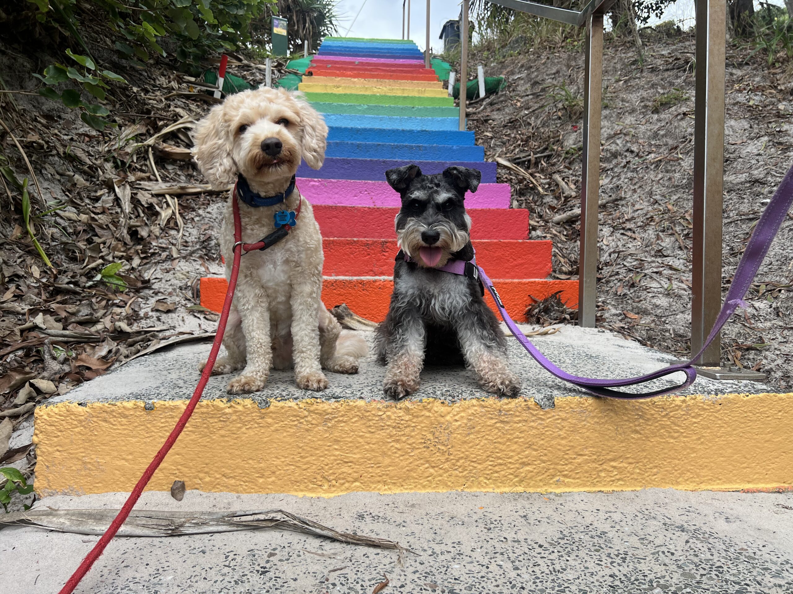 Ruff Ruff Reviews - Rainbow Beach Park - Rainbow Stairs - Ralph and Luna sitting