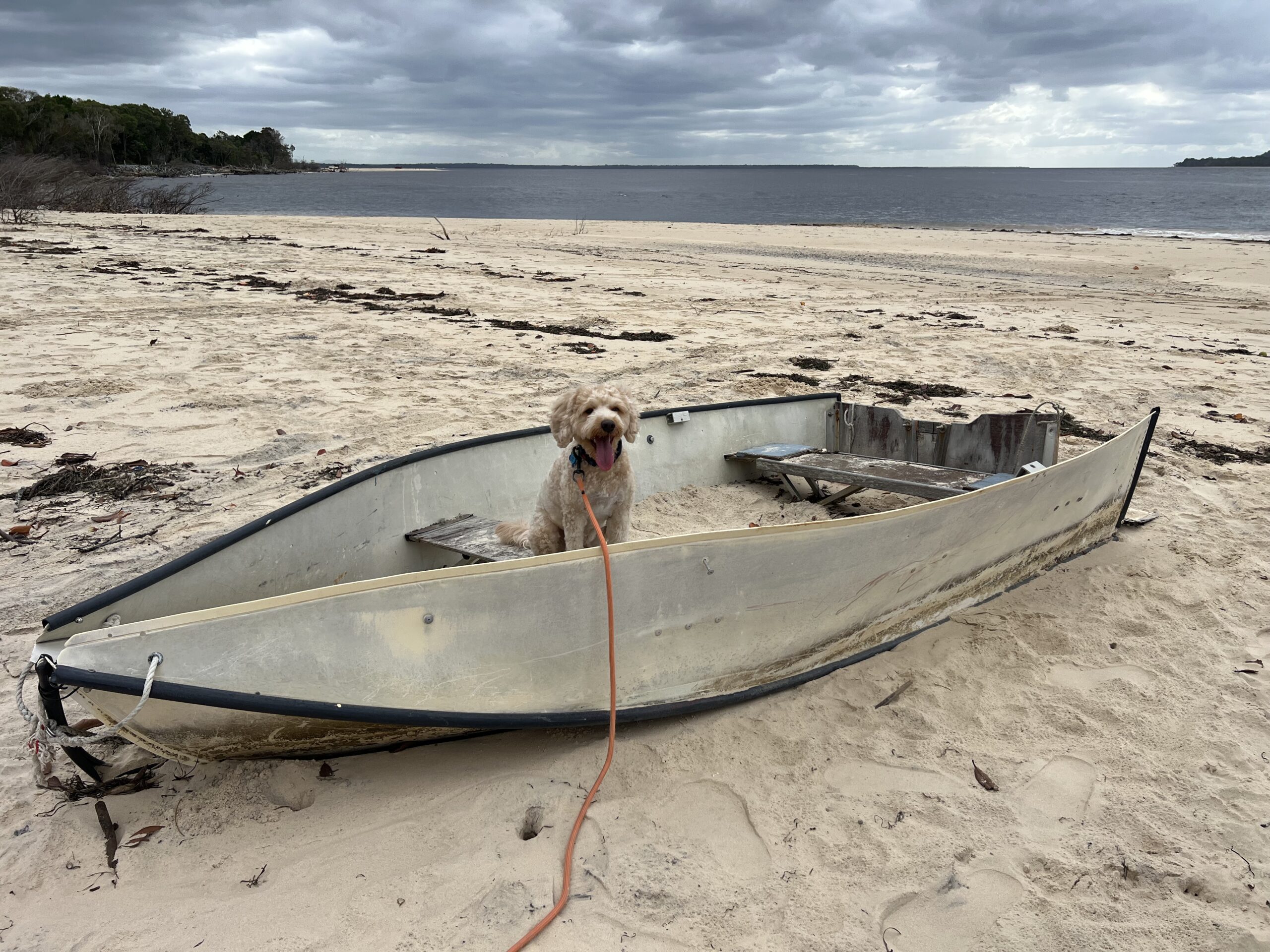 Ruff Ruff Reviews - Inskip Peninsula Recreation Area - Ralph sitting on old dingy boat