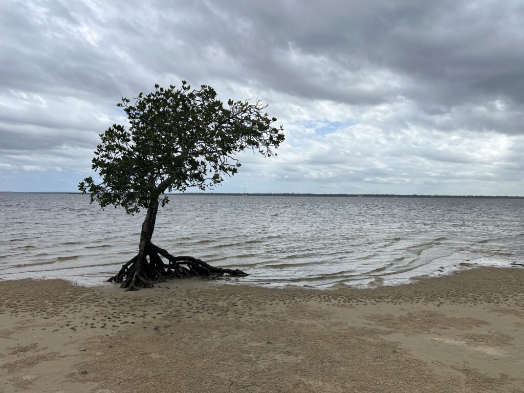 Ruff Ruff Reviews - Inskip Peninsula Recreation Area - Sole mangrove in the water
