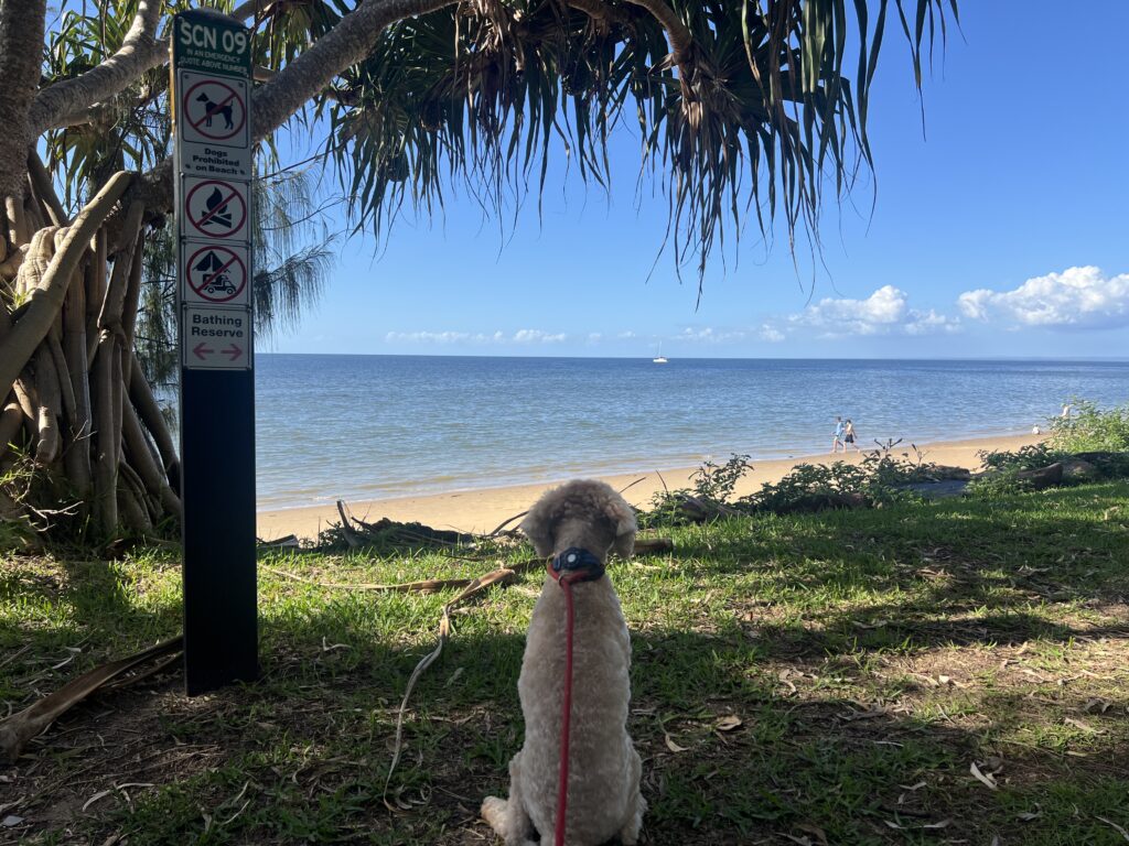 Ruff Ruff Reviews - Scarness Park, Hervey Bay - Ralph looking at sign saying no dogs on beach, but looking longingly at the beach
