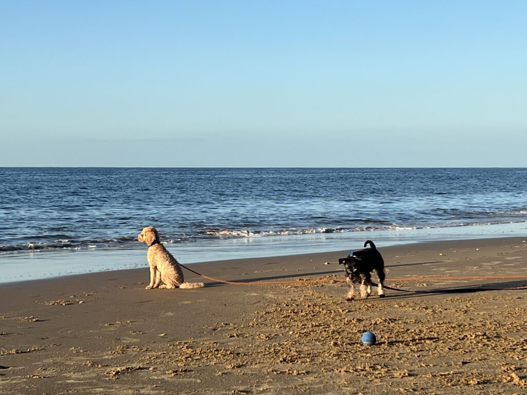 Ruff Ruff Reviews - Ron Beaton Memorial Park and Beach, Hervey Bay - Ralph and Luna playing on the beach