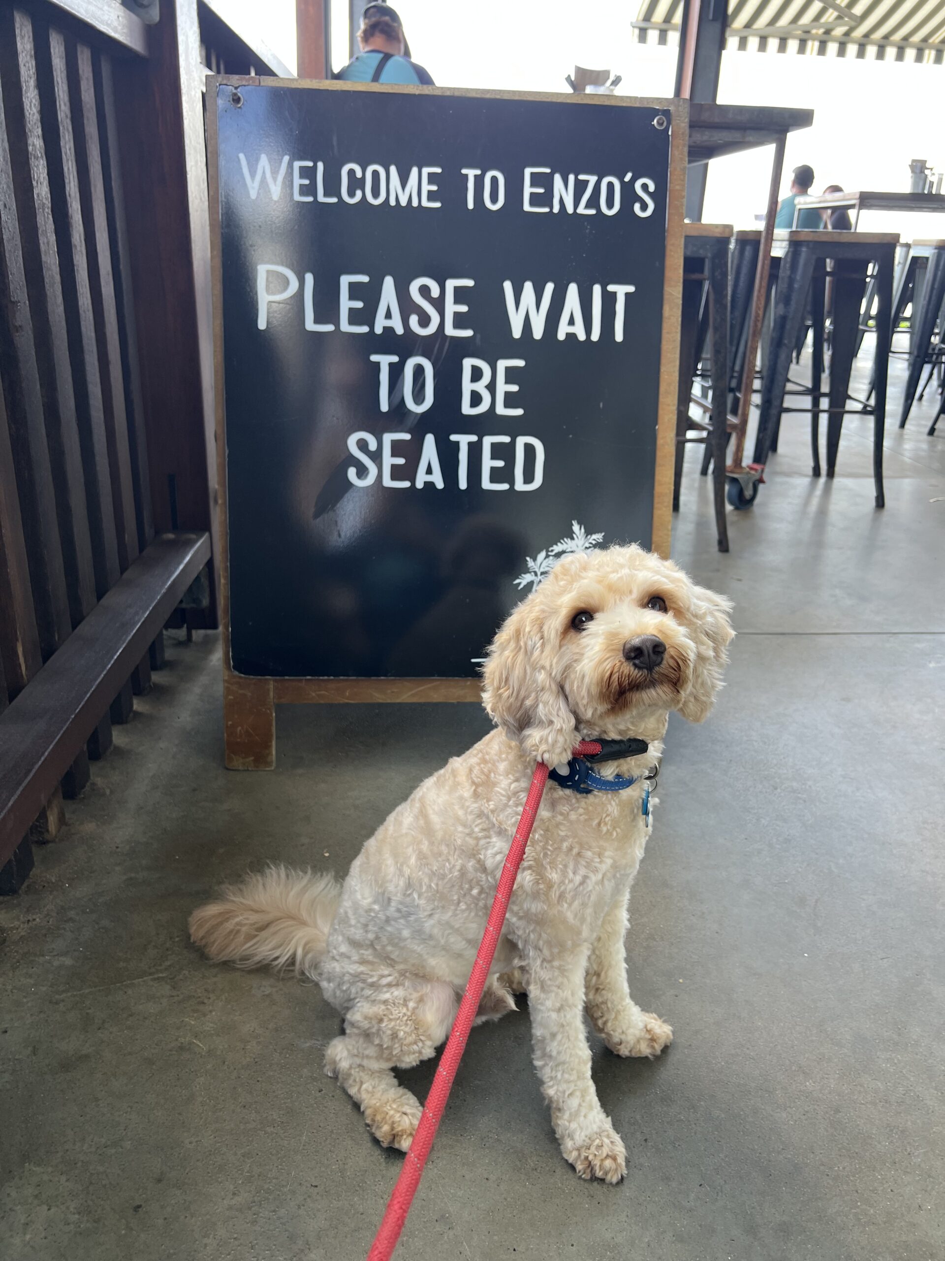 Ruff Ruff Reviews - Enzo's on the Beach, Hervey Bay - Welcome sign - Ralph waiting to be seated