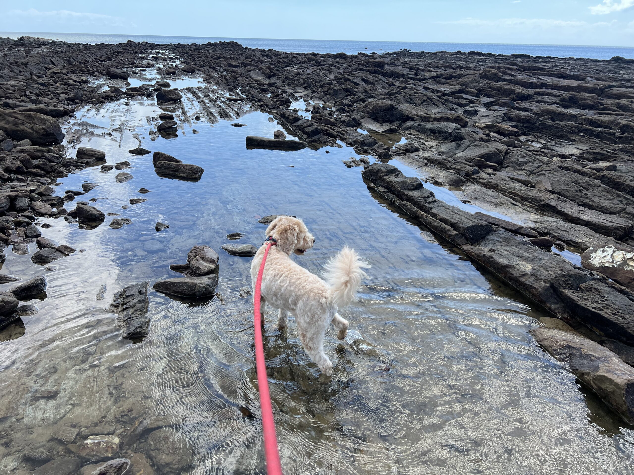 Ruff Ruff Reviews - Point Vernon, Beach - Ralph in a rockpool