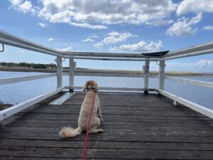 Ruff Ruff Reviews - Goody's on the Beach, Toogoom - Ralph on the pier