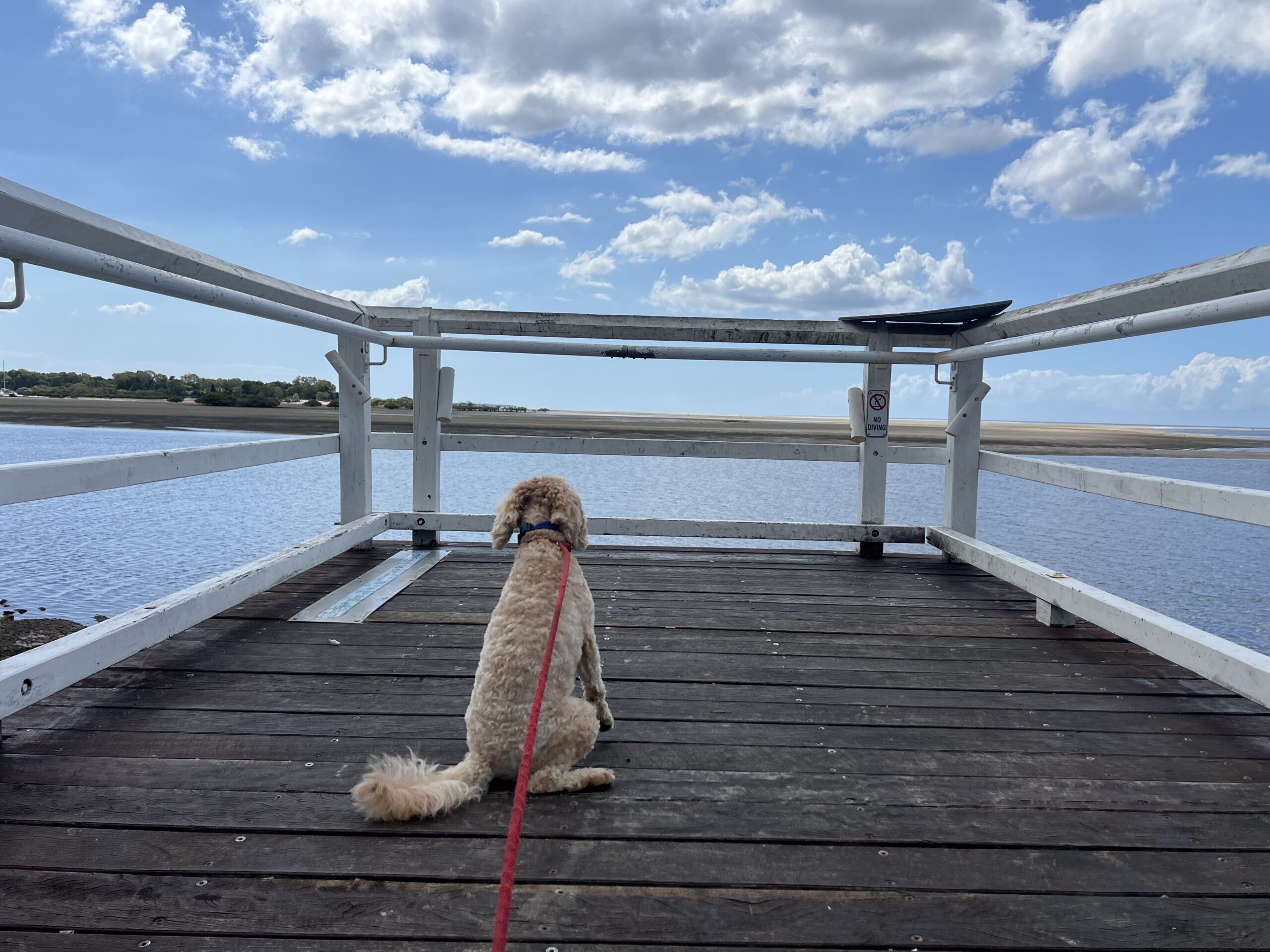 Ruff Ruff Reviews - Goody's on the Beach, Toogoom - Ralph on the pier