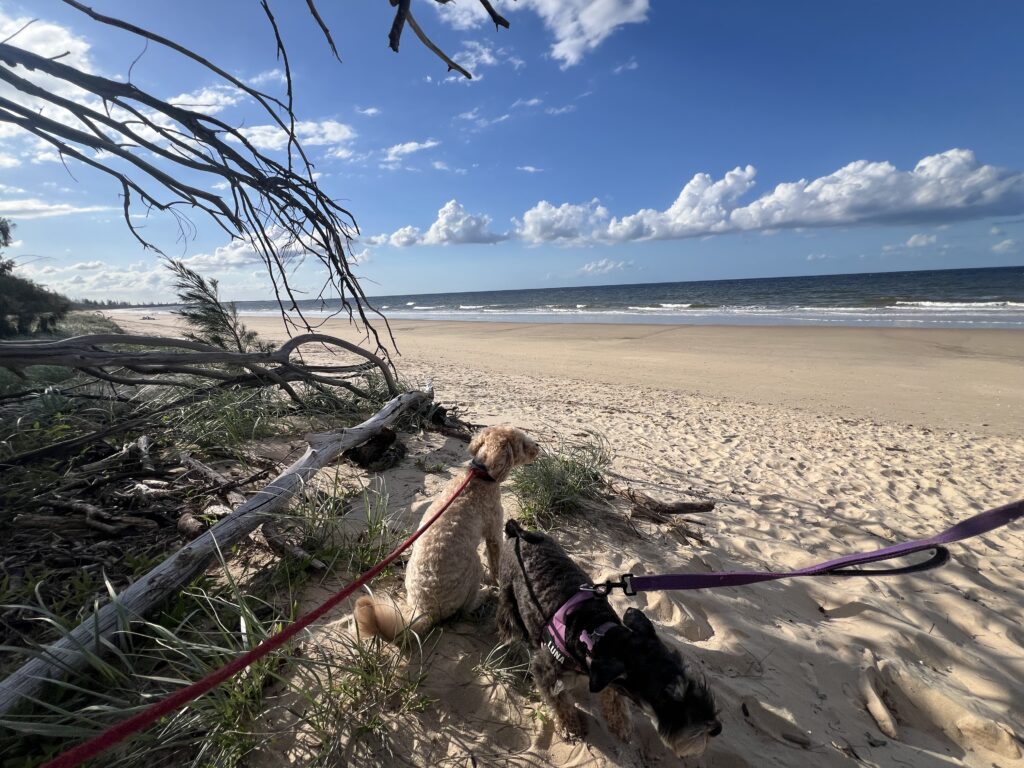Ruff Ruff Reviews - Banksia Park and Woodgate Beach - Ralph sitting and watching the beach