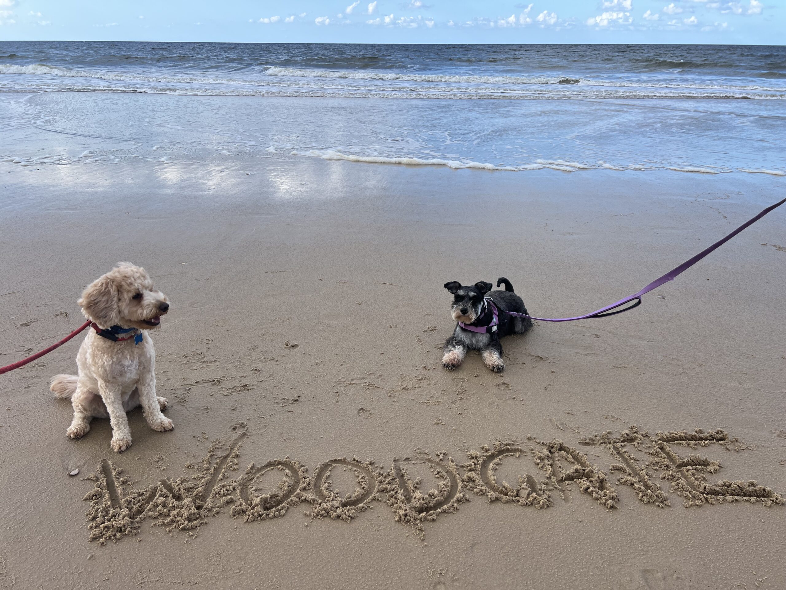 Ruff Ruff Reviews - Banksia Park and Woodgate Beach - Ralph and Luna sitting in sand