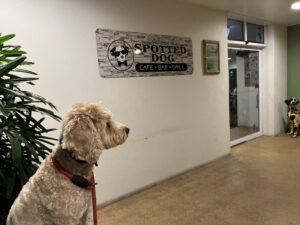 Ruff Ruff Reviews - The Spotted Dog Cafe Bar and Grill, Railway Hotel, Bundaberg - Ralph Sitting at entrance