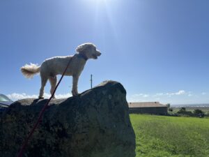 Ruff Ruff Reviews - The Hummock Lookout, Bundaberg - Ralph standing on rock