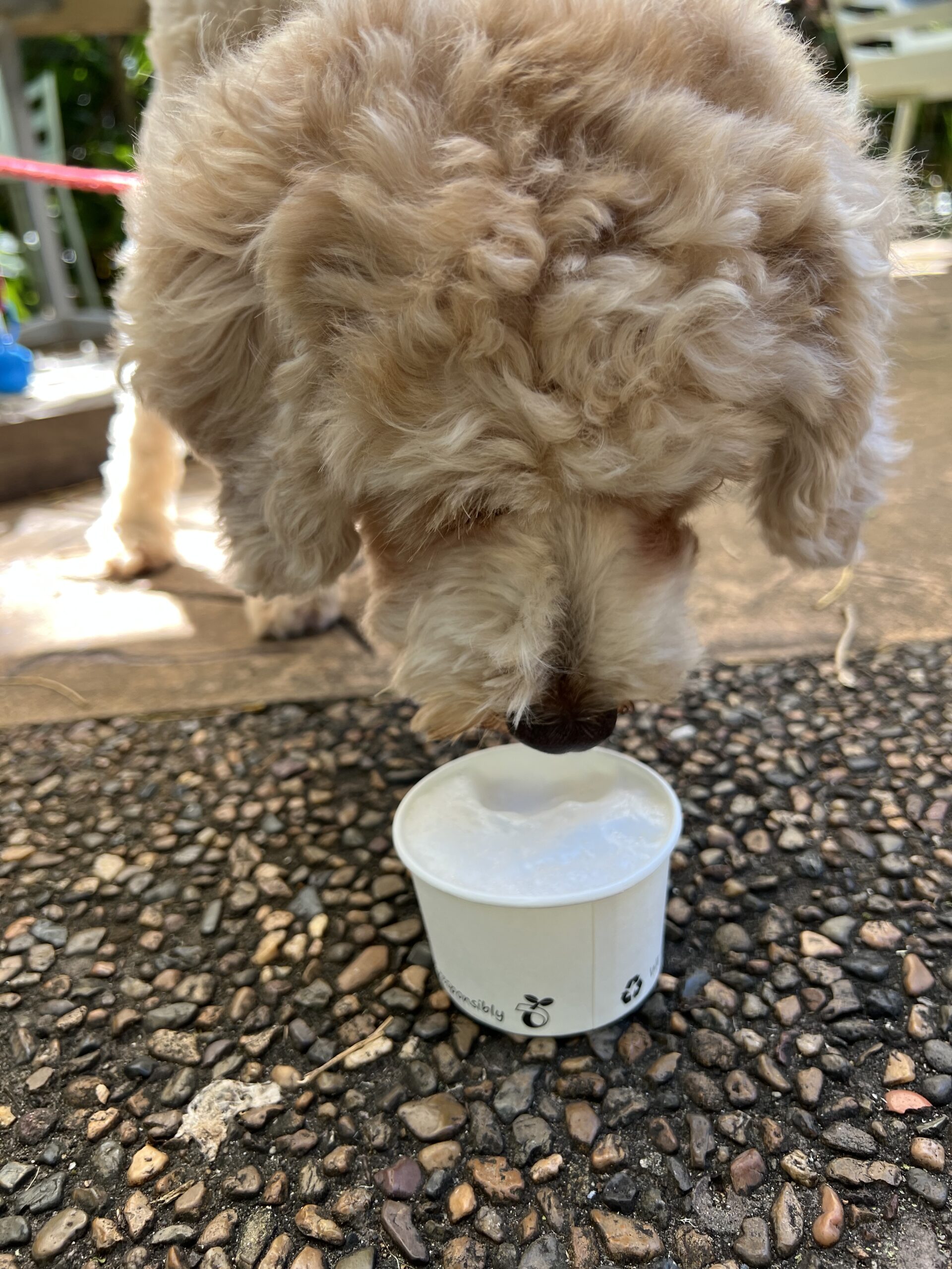 Ruff ruff Reviews - The Windmill Cafe, Bargara - Ralph sipping Puppacino