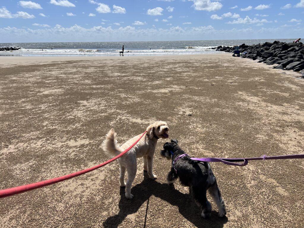 Ruff Ruff Reviews - Bill Fritz Park, Bargara Esplanade and Beach, Baragara - Ralph and Luna on beach