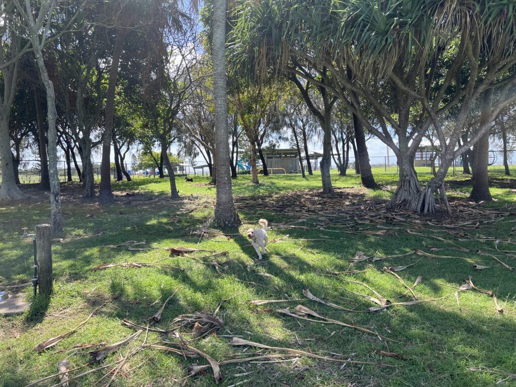 Ruff Ruff Reviews - Burnett Heads Dog Park and South Head Parklands - Dog Park