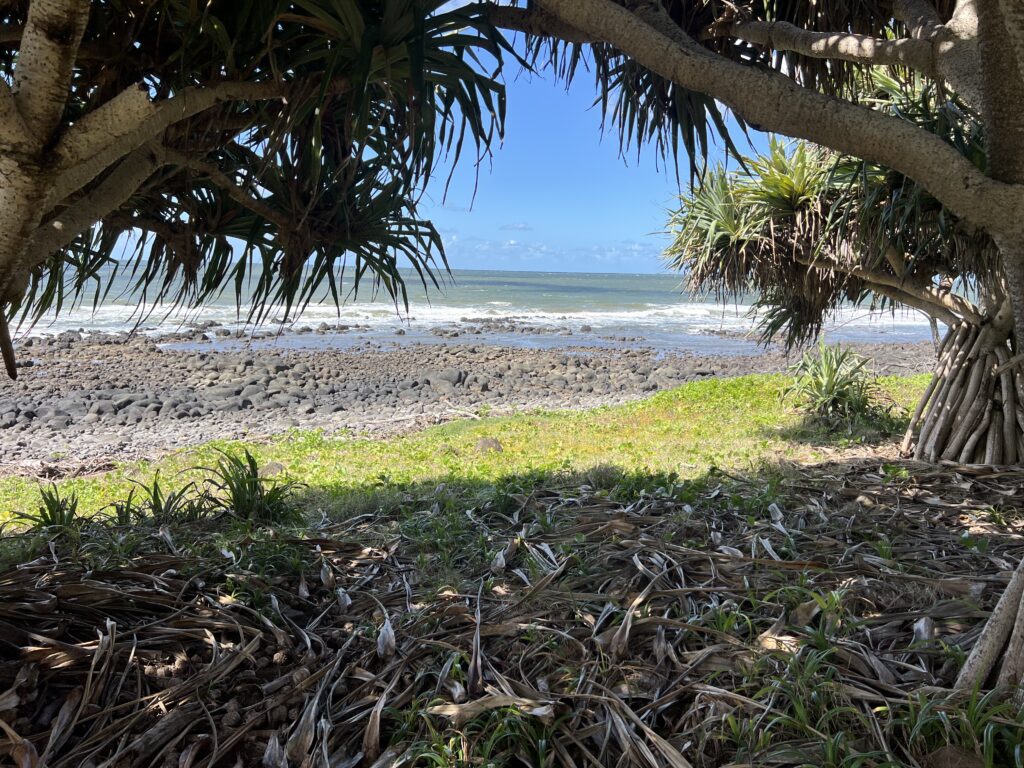 Ruff Ruff Reviews - Burnett Heads Dog Park and South Head Parklands - view through Pandanus trees
