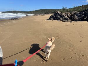 Ruff Ruff Reviews - Chinaman's Beach, Anges Waters - Ralph walking on beach