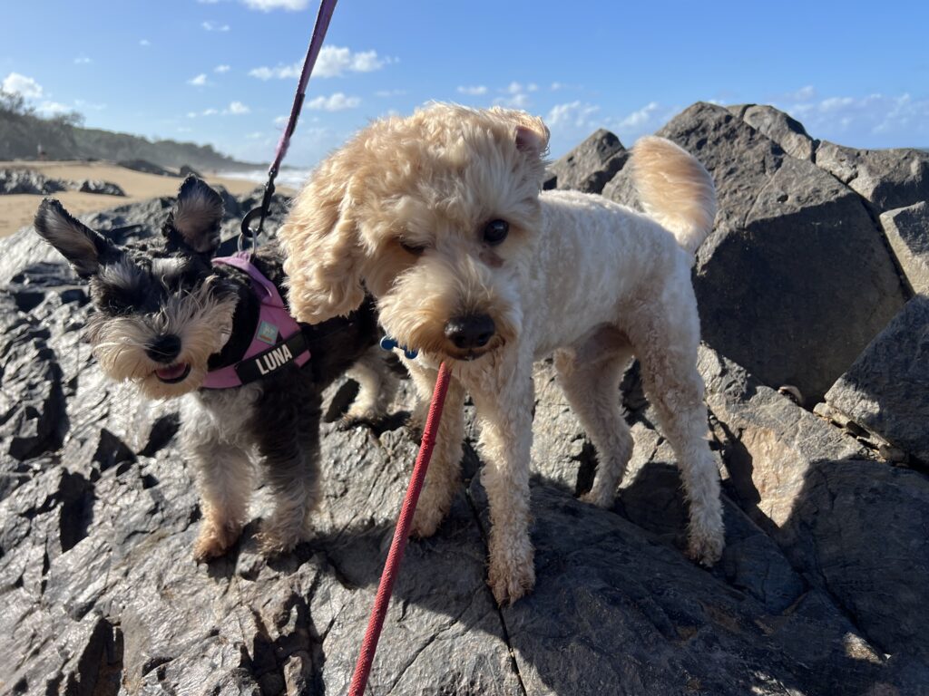 Ruff Ruff Reviews - Chinaman's Beach, Anges Waters - Ralph and Luna near beach
