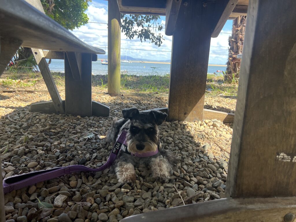 Ruff Ruff Reviews - Rusty Pelican, Seventeen Seventy 1770 - Luna relaxing under the table