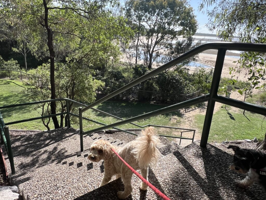 Ruff Ruff Reviews - Canoe Point Botanic Reserve Park and Beach, Tannum Sands - Dog-Friendly - Ralph racing down stairs