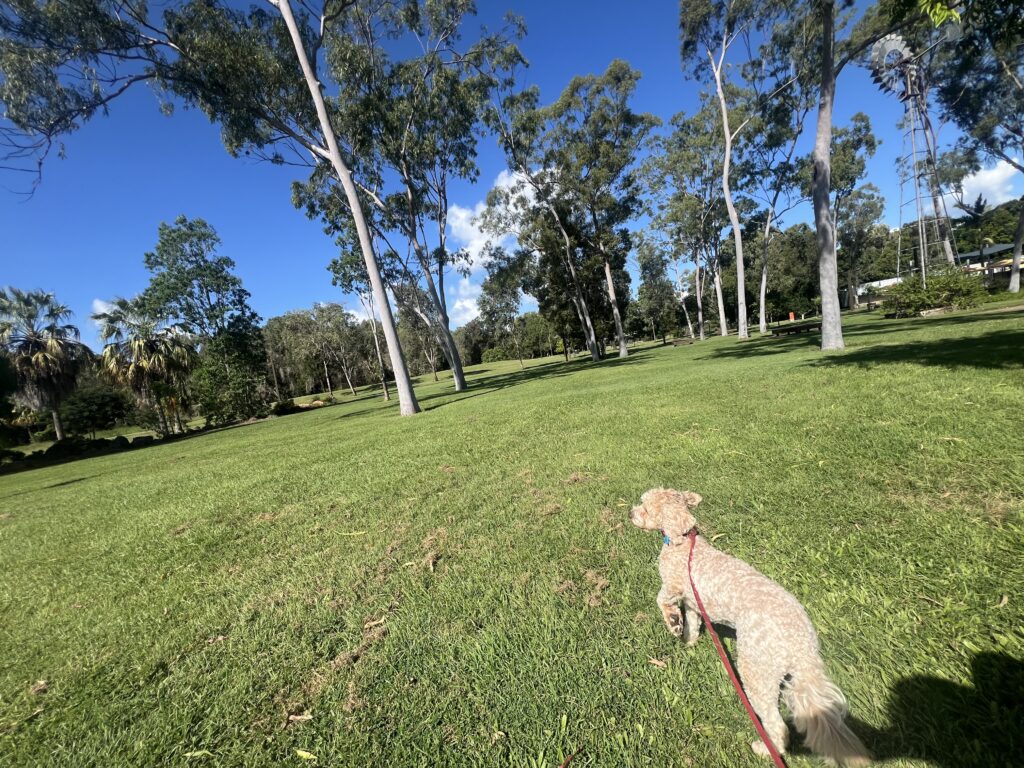 Ruff Ruff Reviews - Kershaw Gardens and Dog Park - Rockhampton - Dog-friendly - Dog Park Onleash green space