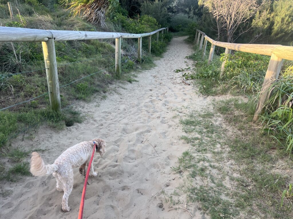 Ruff Ruff Reviews - Farnborough Beach, Yeppoon - Dog-Friendly Beach - Ralph getting ready to enter beach
