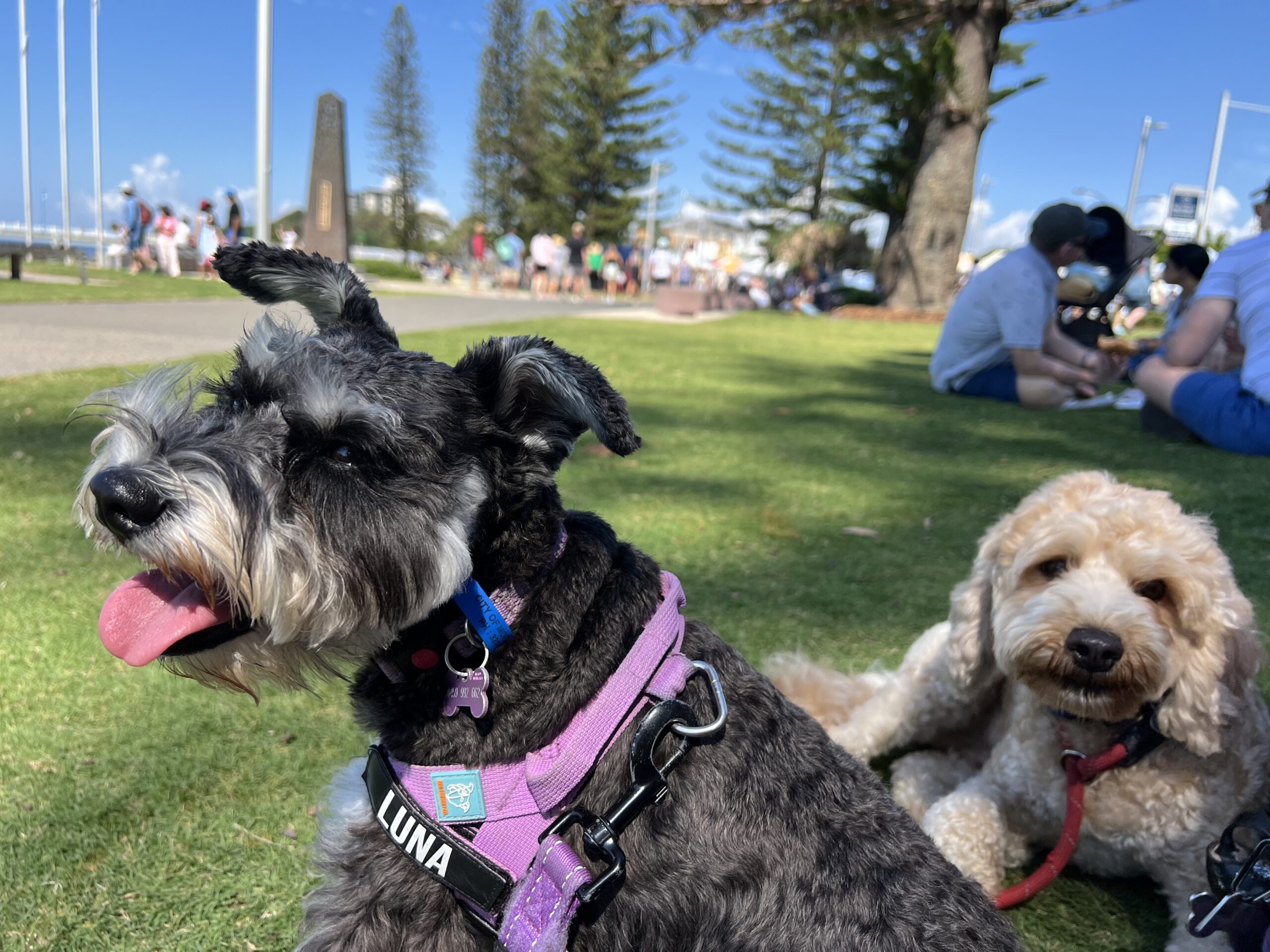 Ruff Ruff Reviews - Redcliffe Markets, Redcliffe, Easter Sunday - Ralph and Luna in the park