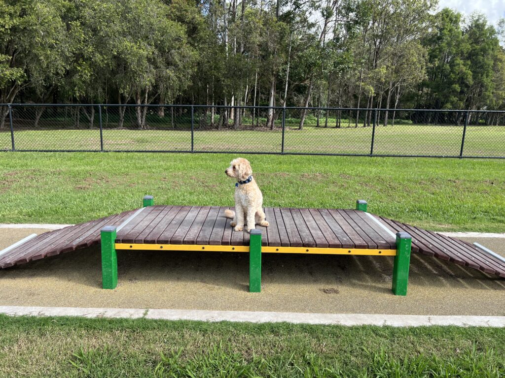 Ruff Ruff Reviews - Mervyn Kenman Park - Dog-Friendly Park - Dayboro - Ralph on agility equipment