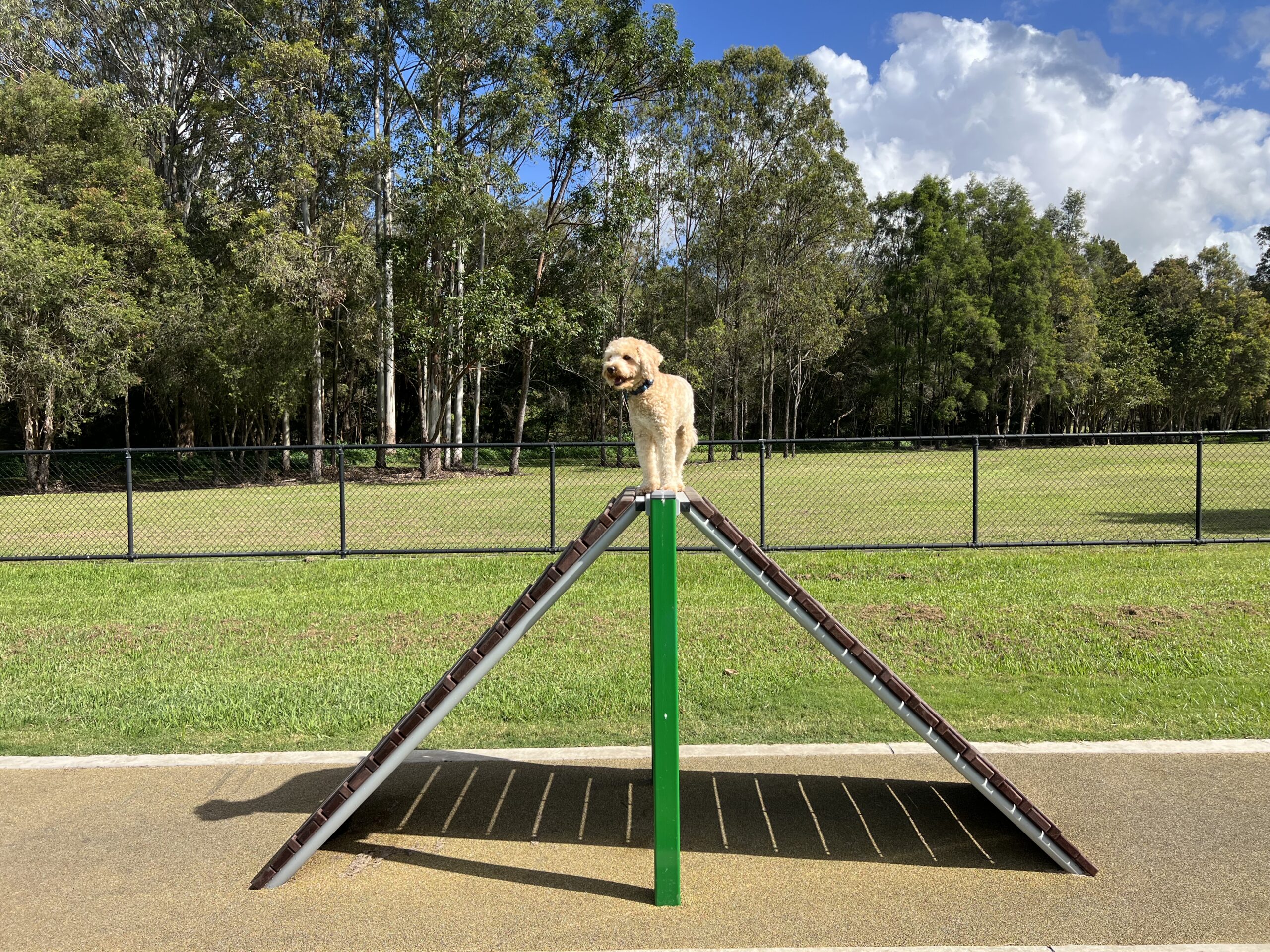 Ruff Ruff Reviews - Mervyn Kenman Park - Dog-Friendly Park - Dayboro - Ralph on agility equipment