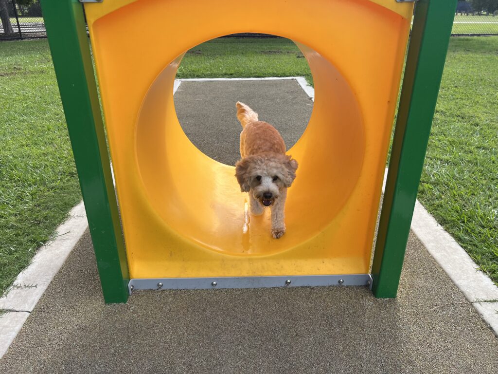 Ruff Ruff Reviews - Mervyn Kenman Park - Dog-Friendly Park - Dayboro - Ralph on agility equipment