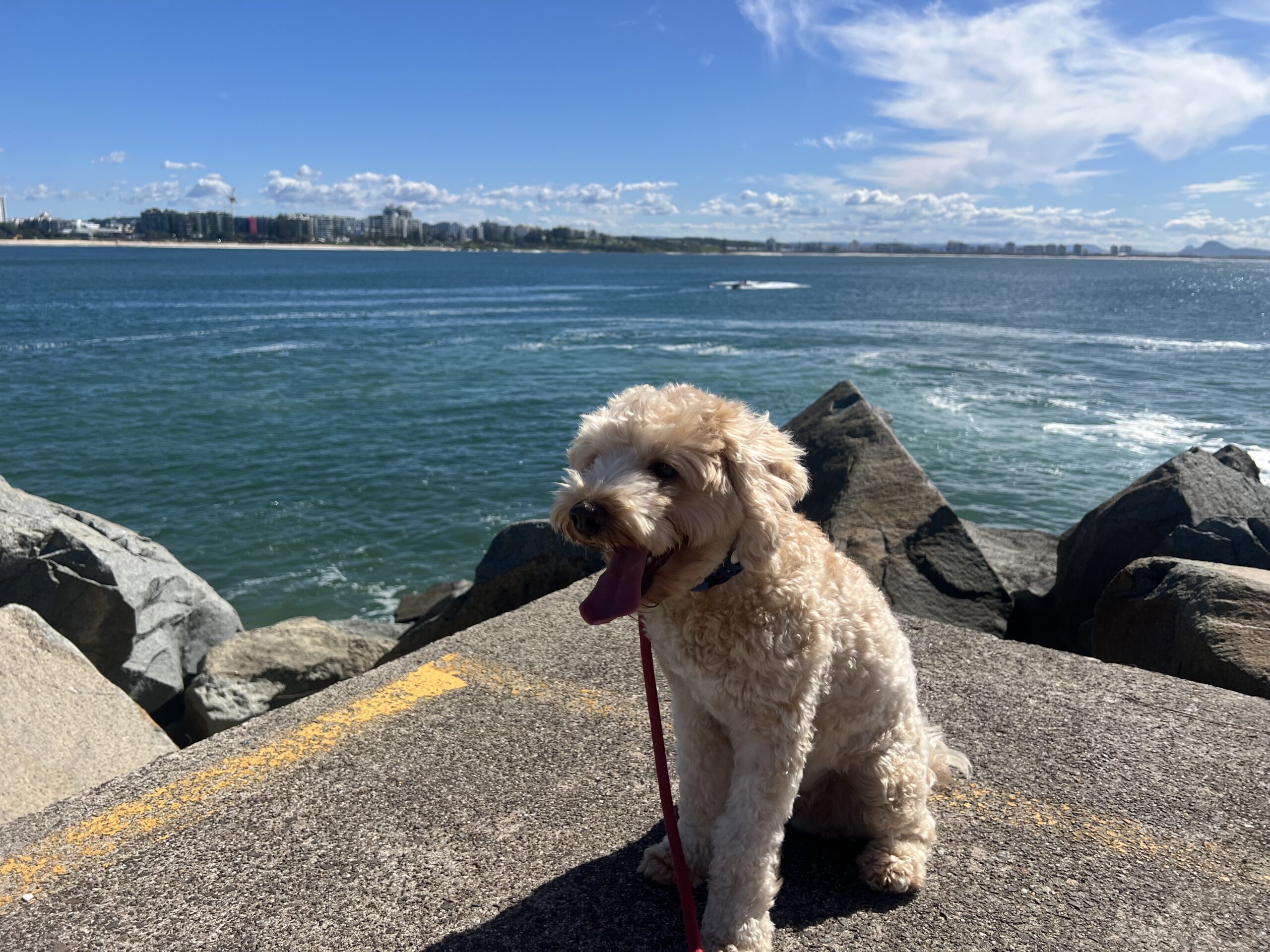 Ruff Ruff Reviews - Point Cartwright Beach and Reserve, Buddina, Sunshine Coast - Ralph chilling in sun