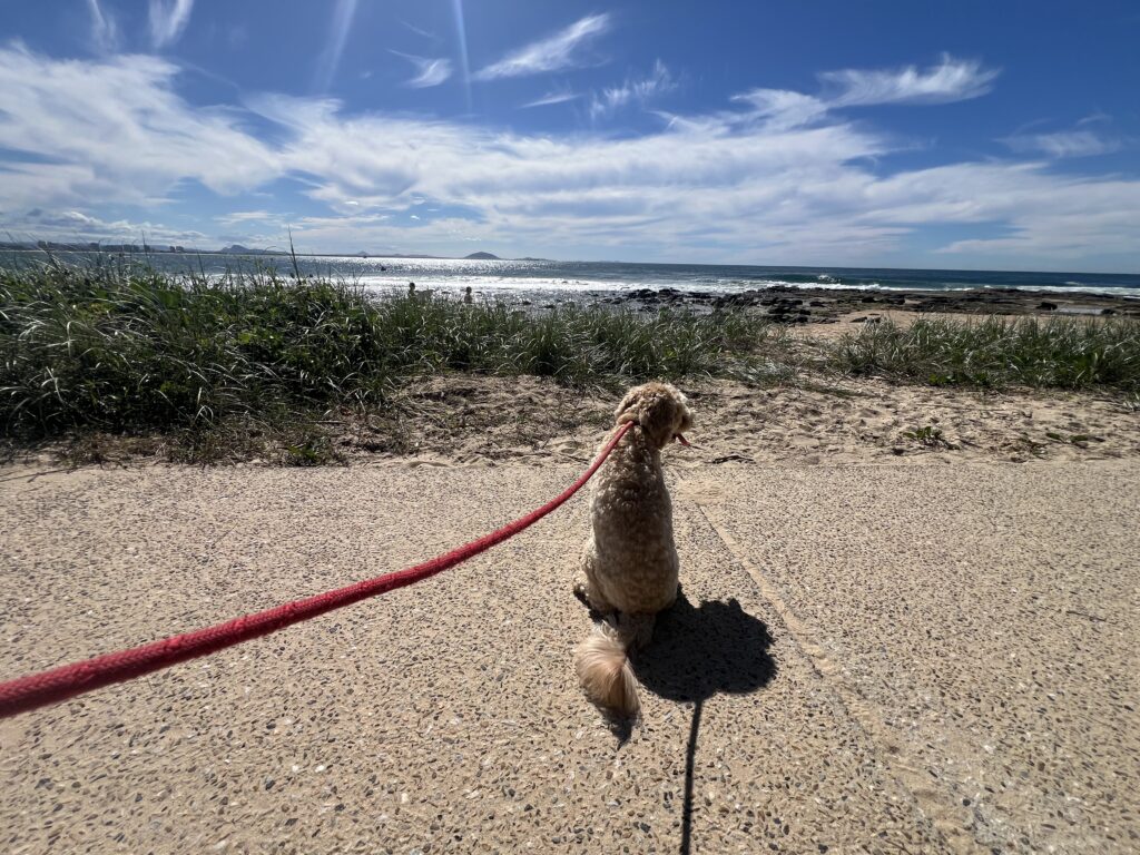 Ruff Ruff Reviews - Point Cartwright Beach and Reserve, Buddina, Sunshine Coast - Ralph watching the surf