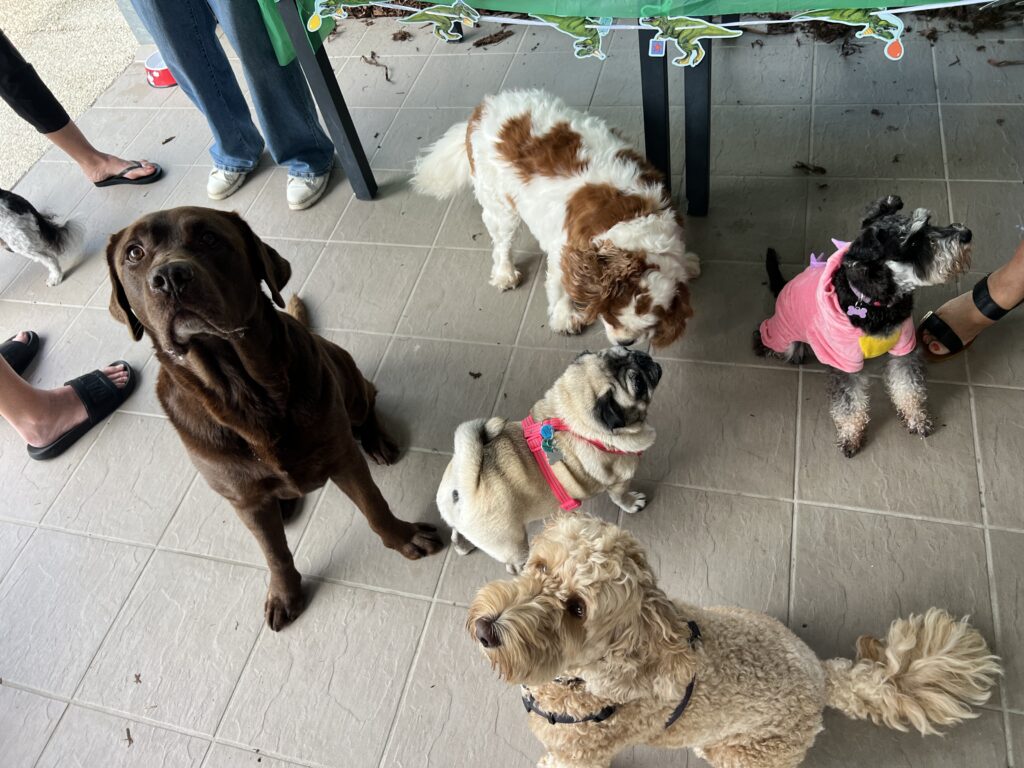 Ruff Ruff Reviews - Dog-Friendly Party - How to Host a dog birthday party - Dogs celebrating