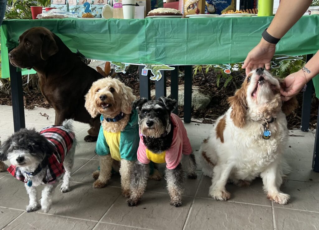 Ruff Ruff Reviews - Dog-Friendly Party - How to Host a dog birthday party - Dog line up