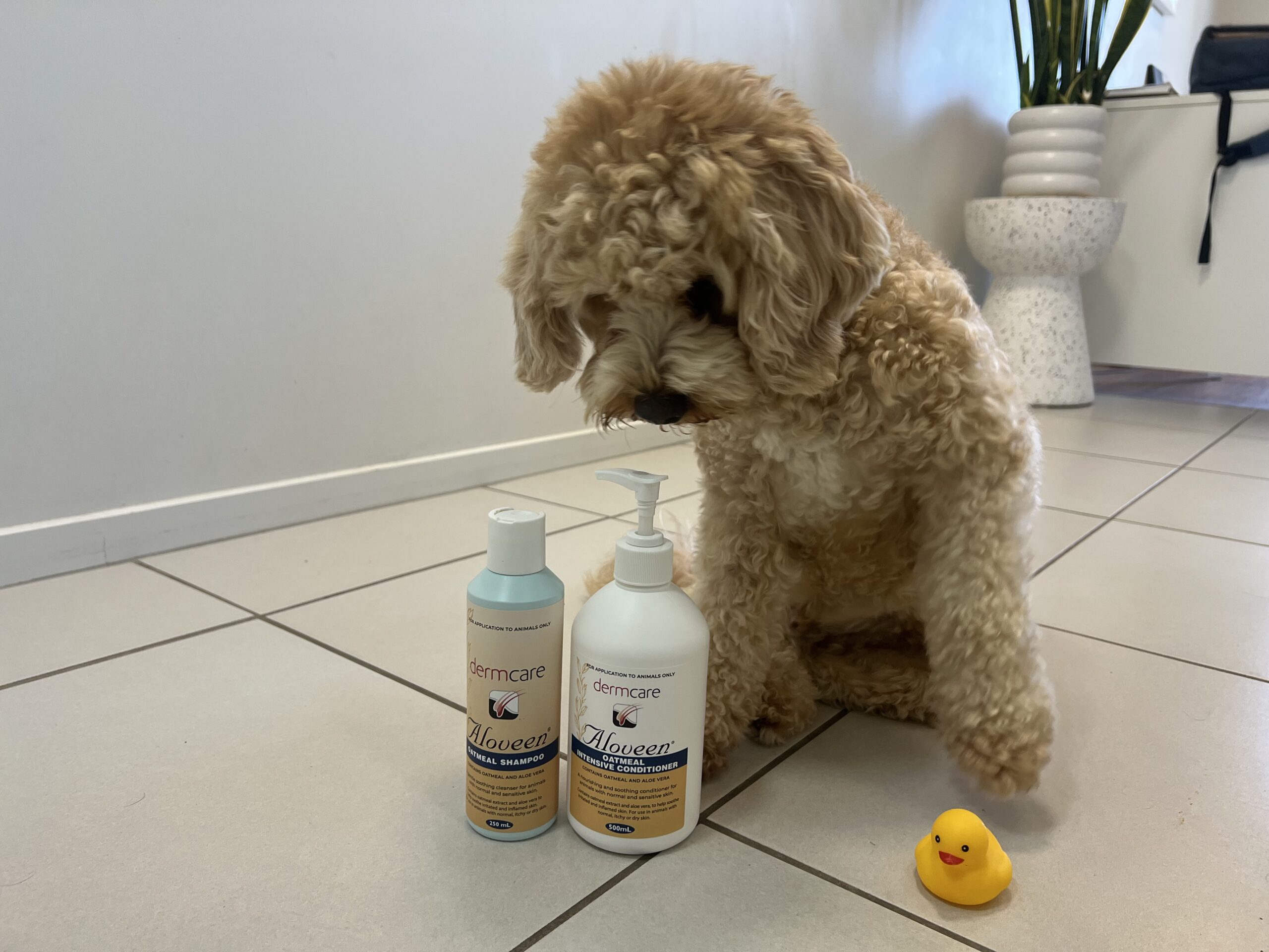 Ruff Ruff Reviews - Aloveen Dog Shampoo and Conditioner - Ralph looking at products