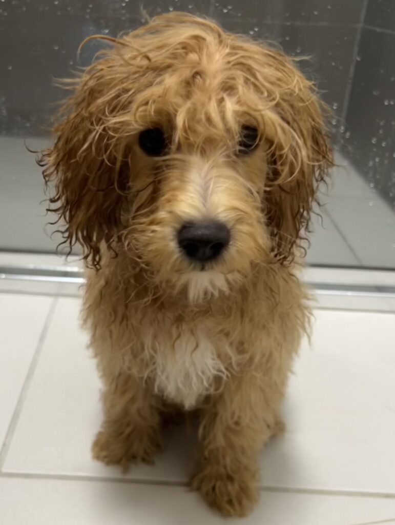 Ruff Ruff Reviews - Aloveen Dog Shampoo and Conditioner - Ralph pre-wash
