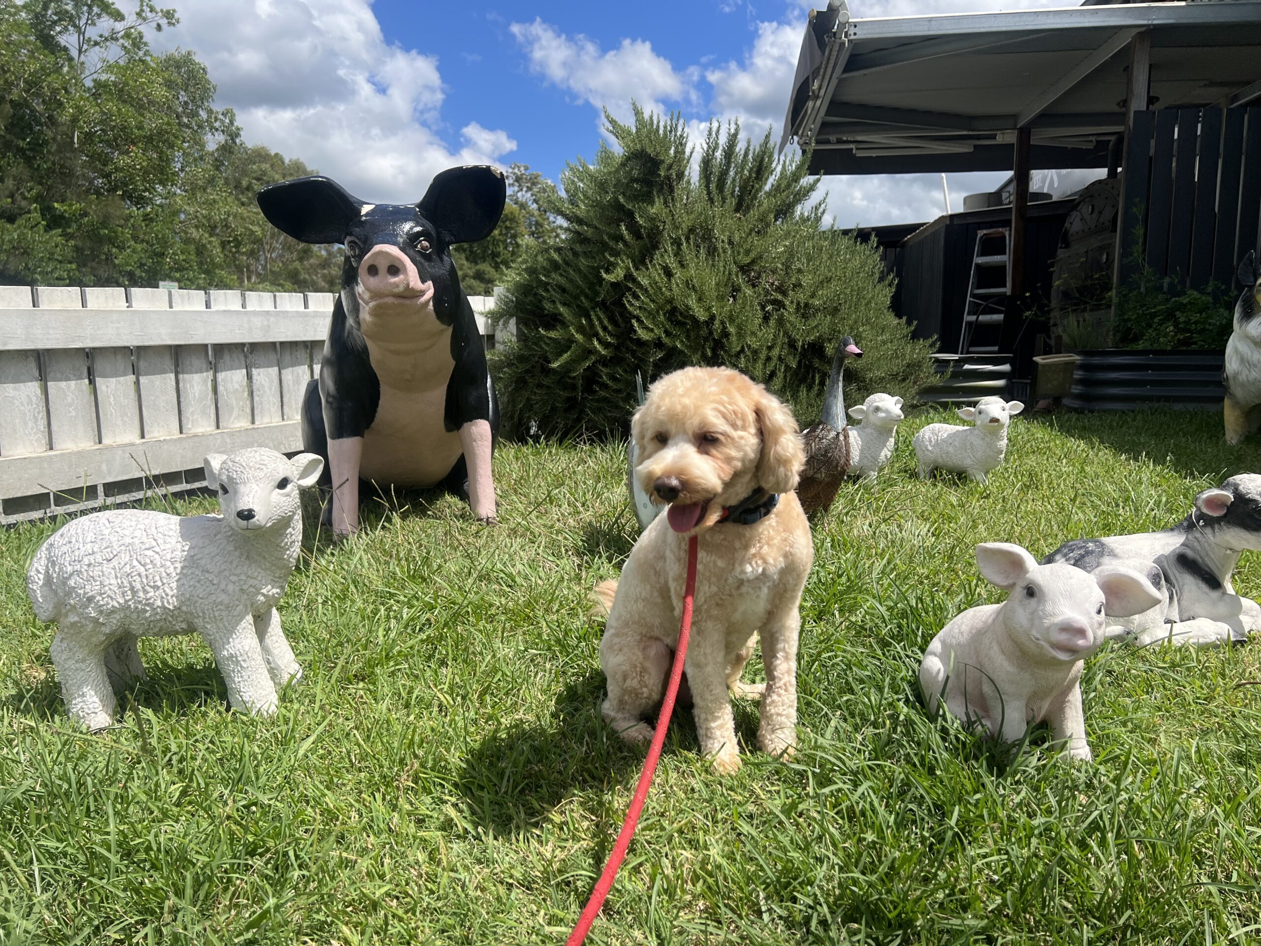 Ruff Ruff Reviews - Silverwood Cafe, Dayboro - Dog-Friendly Cafe - Ralph with farm animals