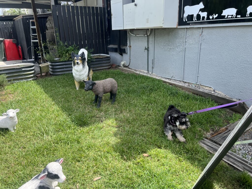 Ruff Ruff Reviews - Silverwood Cafe, Dayboro - Dog-Friendly Cafe -Luna with Farm animals