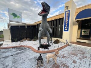 Ruff Ruff Reviews - Coral Villa Motor Inn, Bundaberg - Ralph and Luna with Roxy the Dinosaur
