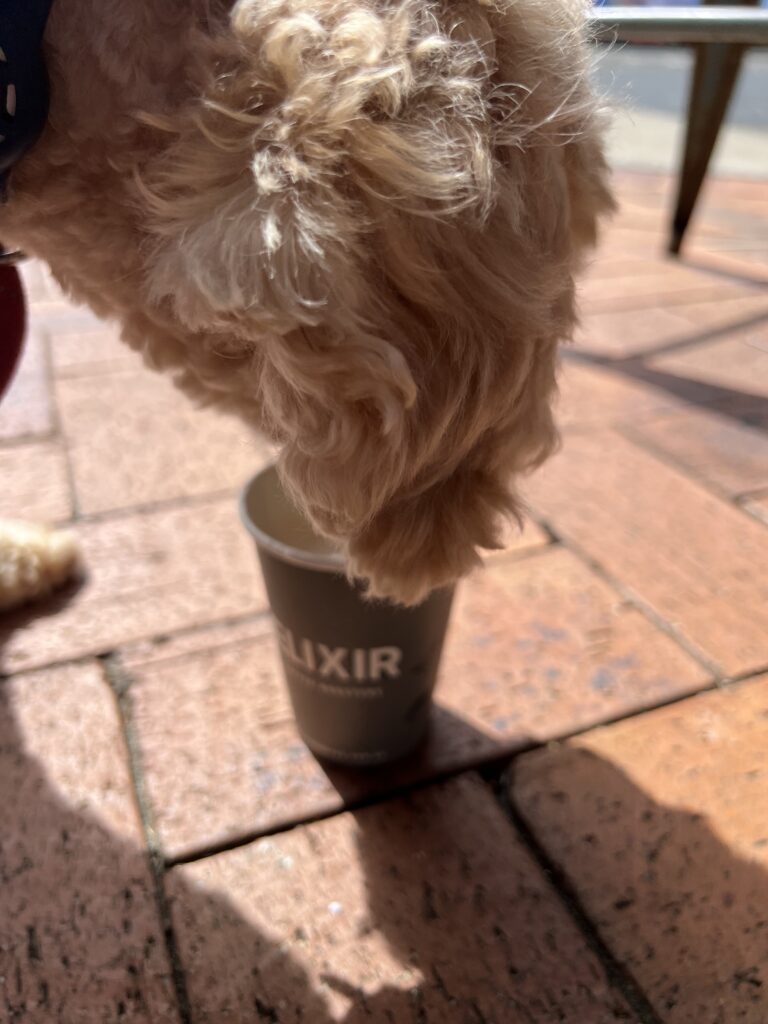 Ruff Ruff Reviews - Lure Living Cafe, Yeppoon - Dog-Friendly - Ralph drinking puppacino