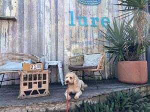 Ruff Ruff Reviews - Lure Living Cafe, Yeppoon - Dog-Friendly - Ralph sitting outside