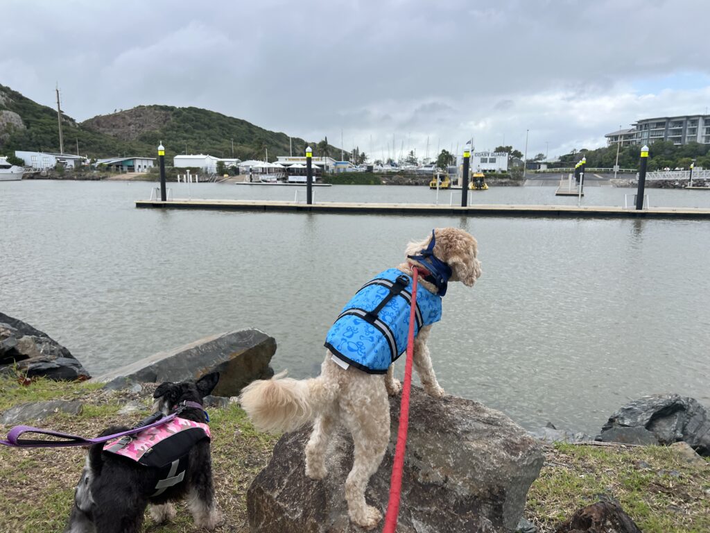 Ruff Ruff Reviews - Keppel Bay Marina, Yeppoon - Dog-Friendly - Ralph looking over marina