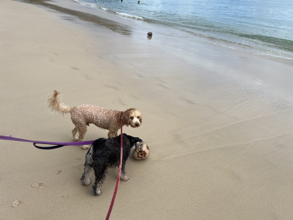 Ruff Ruff Reviews - Fisherman Beach, Great Keppel Island, Livingstone - Ralph and Luna playing