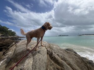 Ruff Ruff Reviews - Fisherman Beach, Great Keppel Island, Livingstone - Ralph exploring rocks